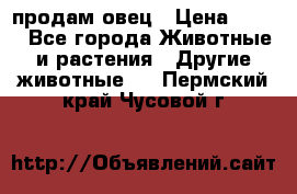  продам овец › Цена ­ 100 - Все города Животные и растения » Другие животные   . Пермский край,Чусовой г.